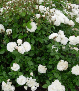 Rosa 'White Fairy' 1,5 lit.